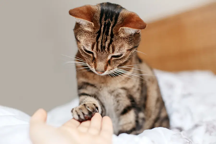 Should You Allow Emotional Support Animals in Your Nashville Property: Benefits and Limits